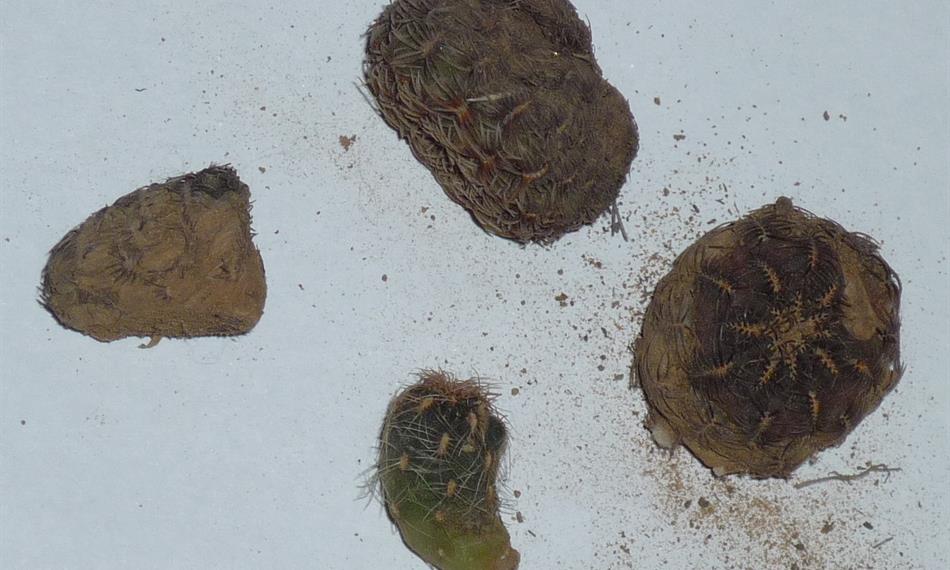 2015-1-26-1134kaktusy foto 4.jpg